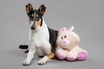 young tricolor smooth collie dog lying down with a pink stuffed bunny toy portrait in the studio on...