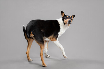 young tricolor smooth collie dog spinning trick portrait in the studio on a grey background - obrazy, fototapety, plakaty