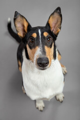 young tricolor smooth collie dog sitting portrait in the studio on a grey background