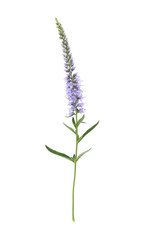 Naklejka premium Beautiful blue veronica flower