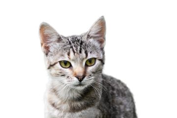 Portrait of a cute cat isolated on a transparent background.