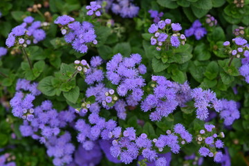 texture of violet colours as background, sustainability concept 
