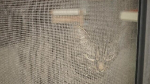 Tabby Cat Behind Window Screen. closeup