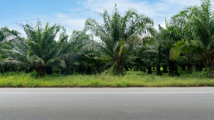 Fototapeta na wymiar Horizontal view of asphalt road in Thailand. grass covering the ground area. Dense rows of palm trees garden background. Under blue sky and white clouds.