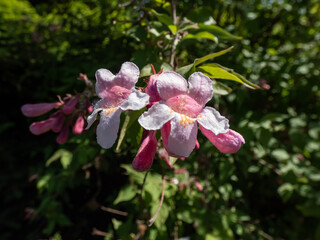 Ornamental plant Beauty bush - Linnaea amabilis (Kolkwitzia amabilis) blooming in late spring with light pink, bell-shaped flowers in the park