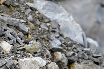 junge Gebirgsstelze in einem Steinbruch // young Grey wagtail in a quarry (Motacilla cinerea)