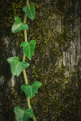 ivy climbs up the tree trunk