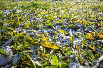 the first snow frost Ice crystals on the green grass close-up. Background of nature. winter is coming