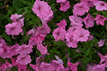 pink petunia flowers close-up, soft pink background from flowers	
