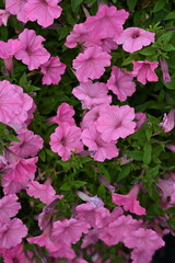 Fototapeta premium pink petunia flowers close-up, soft pink background from flowers 