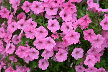 pink petunia flowers close-up, soft pink background from flowers	
