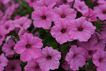 pink petunia flowers close-up, 
soft pink background from flowers