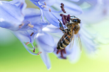 Bee and flower close-up. A bee collects honey on a flower