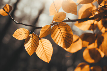 Moody autumn background - tree branch with brown autumn leaves in the sun and blurred trees. Retro...
