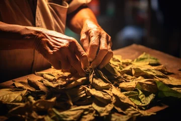 Papier Peint photo Havana Closeup of hands making cigar from tobacco leaves. Traditional manufacture of cigars. Dominican Republic
