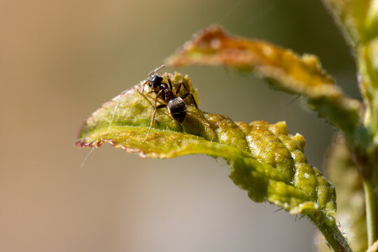 macro photo of black ant on leaf
