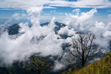A standing tree in the middle of mountain range and sea of cloud in northern of thailand (Nan province, Thailand) เด่นช้างนอน