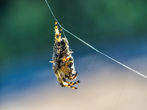 A large hairy spider hangs on its web, Greece
