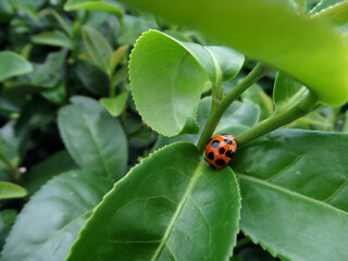 ladybug and fresh green tea leaves in tea plantation