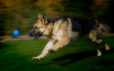 German Shepherd Puppy