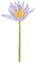 Blooming purple lotus flower watercolor