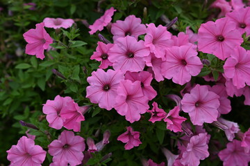 pink petunia flowers close-up, soft pink background from flowers	
