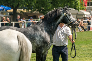 Horses and people at outdoor equestrian event on traditional agricultural fair