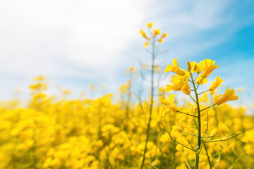 Oilseed rape crop is bright-yellow flowering plant cultivated mainly for its oil-rich seed