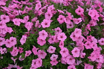 pink petunia flowers close-up, soft pink background from flowers	
