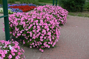 Fototapeta na wymiar pink petunia flowers close-up, soft pink background from flowers 