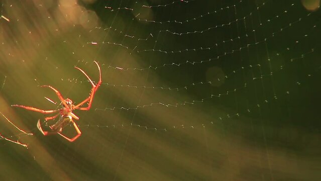 Red-legged golden orb-weaver spider building a web, shining in the sun.