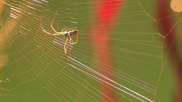 Orb-weaver spider spinning silk in the jungle. Close-up view.