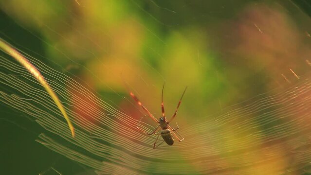 Spiderweb being constructed by golden silk orb weaver spider. Close-up view.