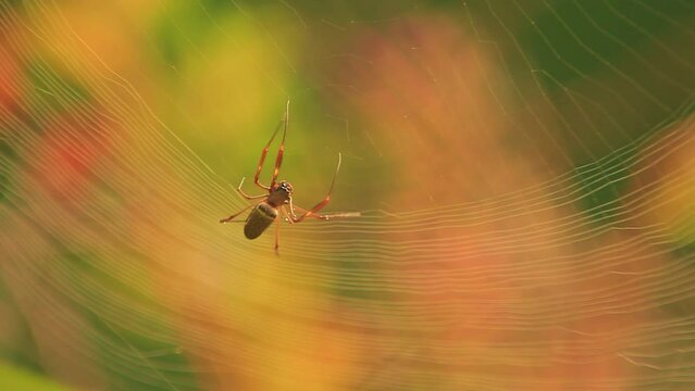 Close-up shot of a spider building a web, perfectly focused.