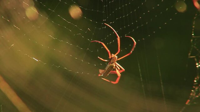 Orb-weaver spider spinning a web, angled rear close-up view.