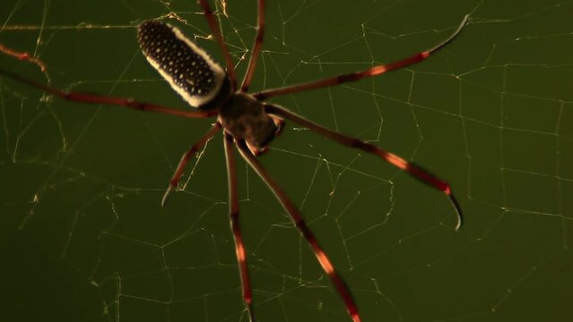 Close up view arachnid, spinning a web. Golden silk orb-weaver spider.