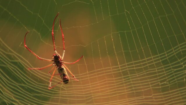 Close-up of an orb-weaver spider building a web, moving left to right.