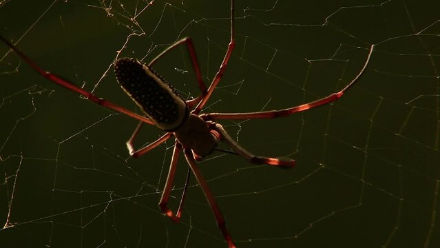 Zoomed In view of Golden silk Orb Weaver spider working on his web, close-up shot