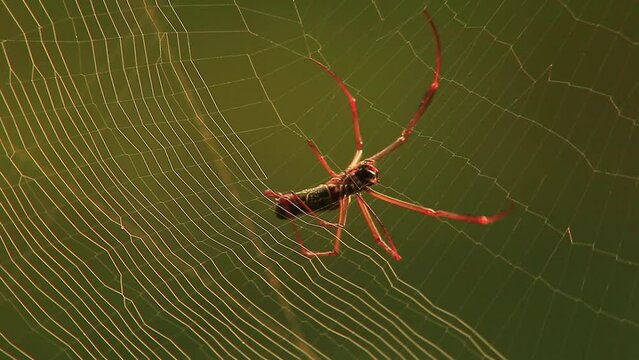 Golden Silk orb weaver spider building his web.