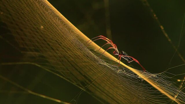 Beautiful shot of a red-legged golden orb weaver sitting on his web, side on view.