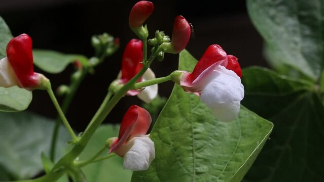 Dwarf Runner Bean flowers. Summer. UK