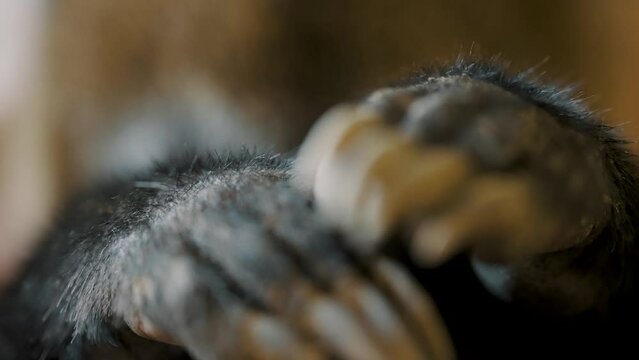 Claws Of Nasua Showing to The Camera -  White-nosed Coati In The Amazon Rainforest Of Ecuador. - macro