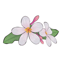 vector image of beautiful pink plumeria flowers