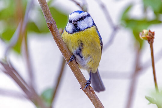 blue tit sitting on branch