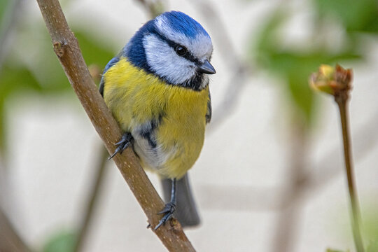blue tit sitting on branch