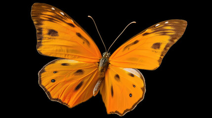 Beautiful orange butterfly isolated in front of a dark background. Generative AI.