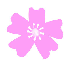 pink flower isolated on white