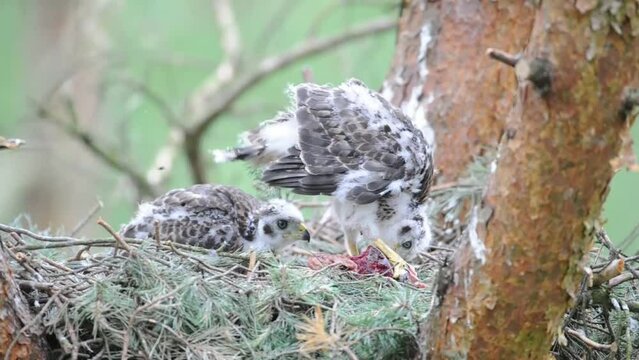 Northern Goshawk (Accipiter gentilis), young birds feeding on prey in the eyrie, transition from dark plumage to feathers, North Rhine-Westphalia, Germany, Europe