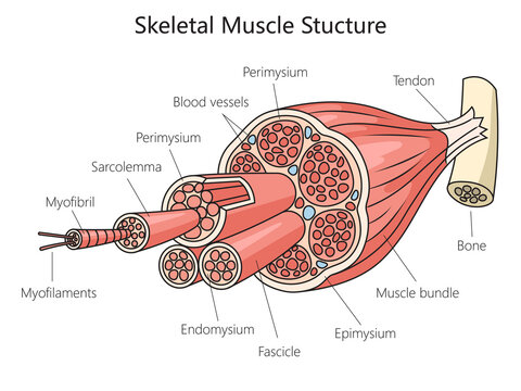 Skeletal anatomy muscle structure medical diagram schematic raster illustration. Medical science educational illustration