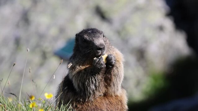 Marmot (Marmota), Mankei, Muggen, eats